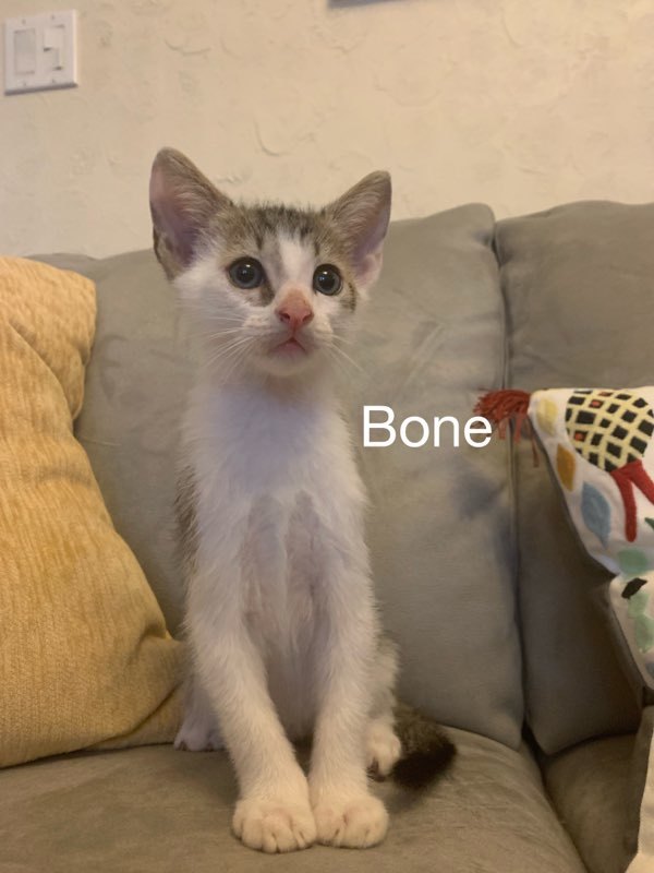 Boney 2