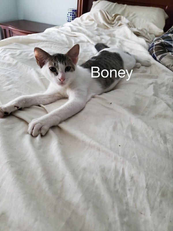 Boney 1