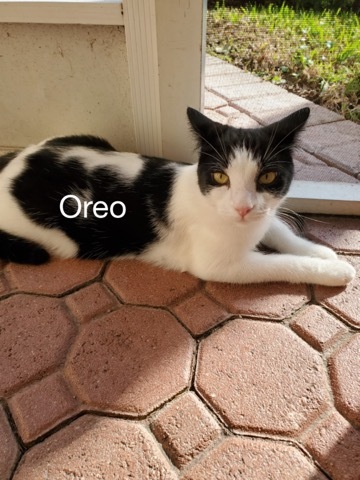 Oreo 1