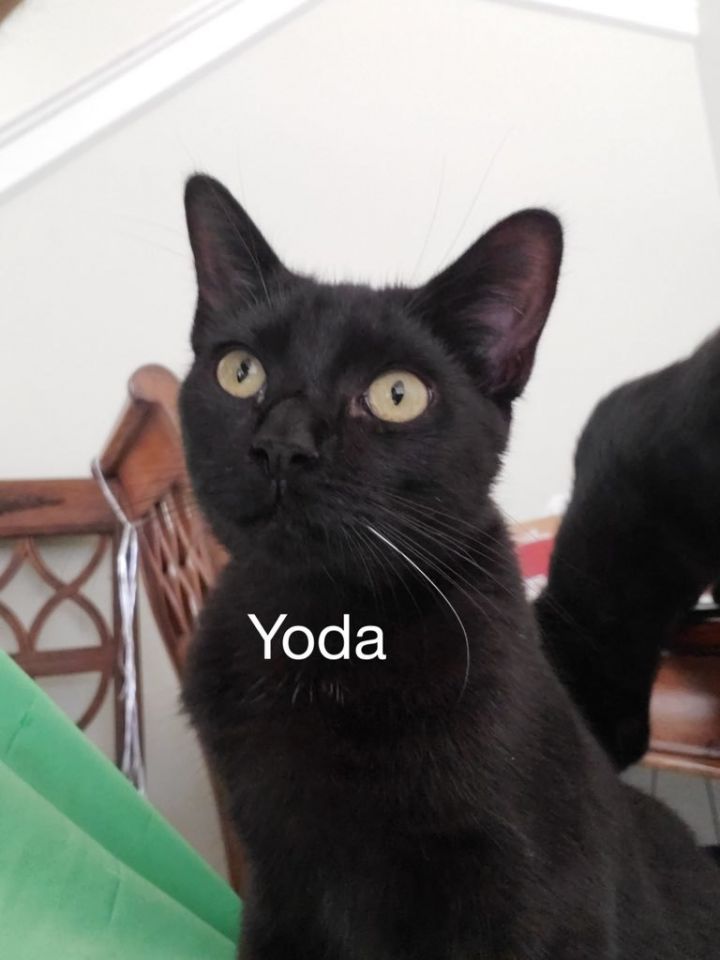 Yoda 1