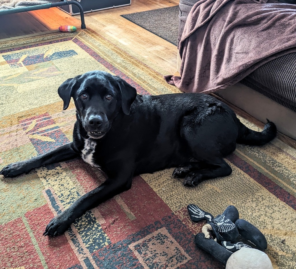 Rowena, an adoptable Labrador Retriever, Chow Chow in Johnston, IA, 50131 | Photo Image 1