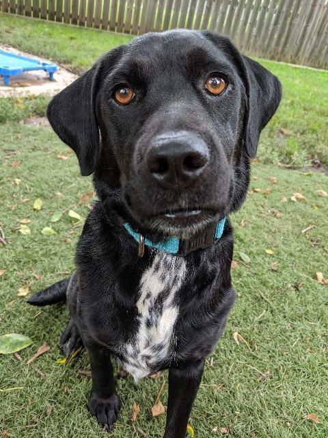 Rowena, an adoptable Labrador Retriever, Chow Chow in Johnston, IA, 50131 | Photo Image 2