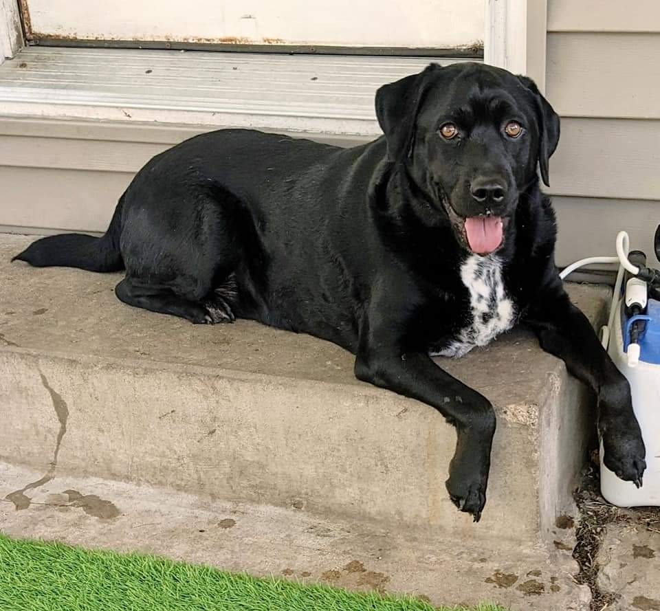 Rowena, an adoptable Labrador Retriever, Chow Chow in Johnston, IA, 50131 | Photo Image 4