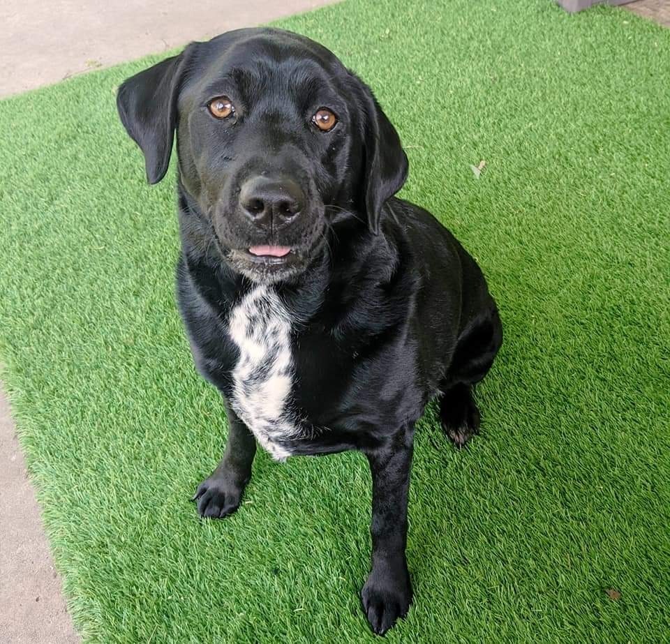 Rowena, an adoptable Labrador Retriever, Chow Chow in Johnston, IA, 50131 | Photo Image 5