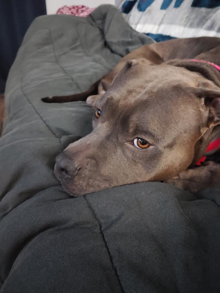 Rosebud, an adoptable Pit Bull Terrier in Minneapolis, MN, 55430 | Photo Image 6