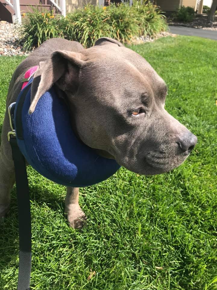 Rosebud, an adoptable Pit Bull Terrier in Minneapolis, MN, 55430 | Photo Image 7