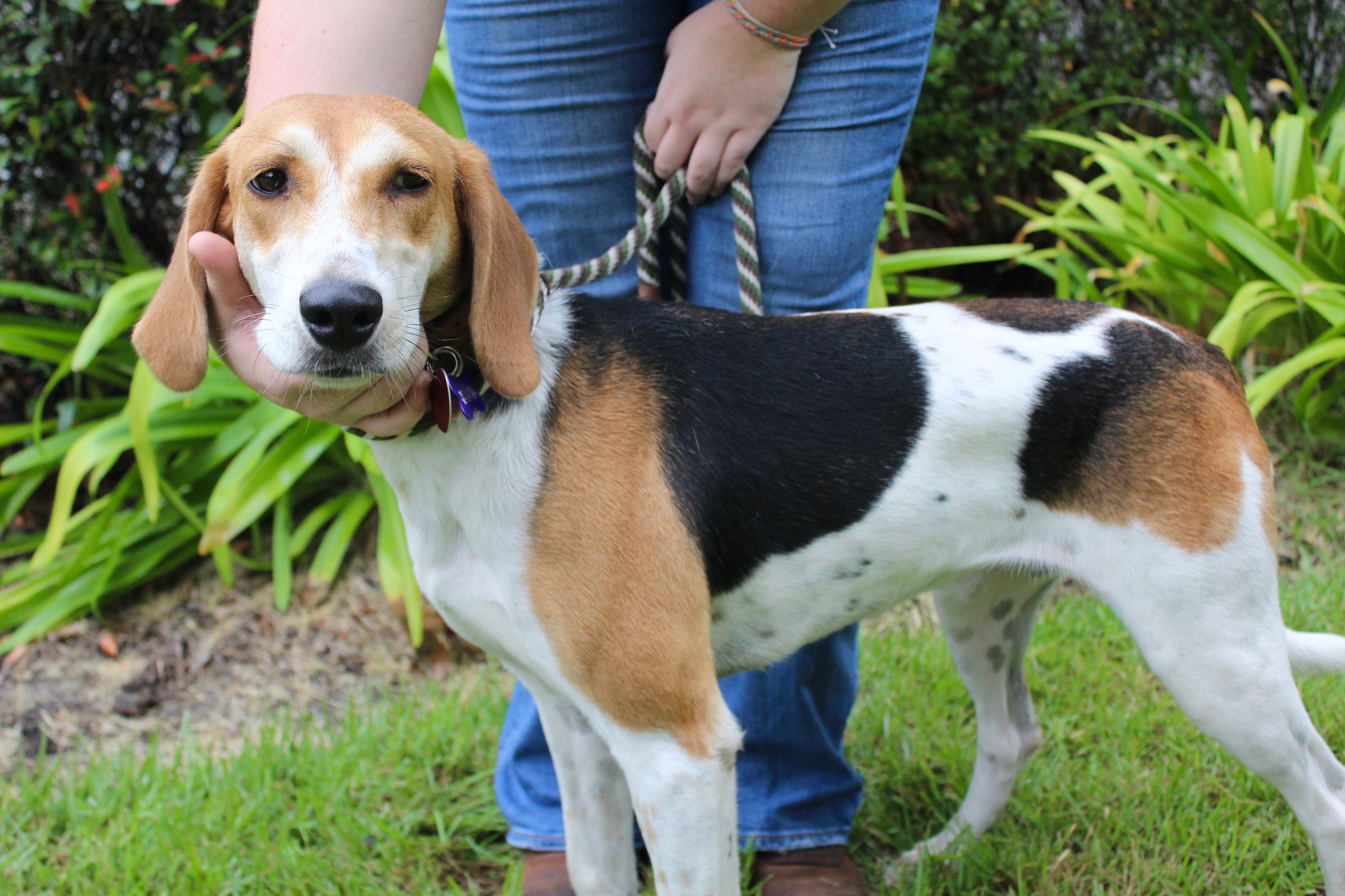 Lemon, an adoptable Beagle in Brunswick, GA, 31525 | Photo Image 1