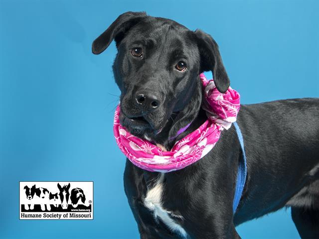 38 Dogs Cats Rescued From Horrific Unlicensed Rescue Facility Humane Society Of Missouri