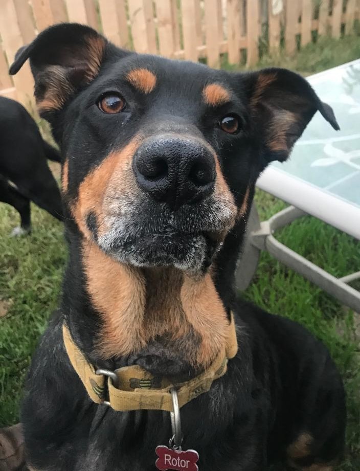 Boris, an adoptable Rottweiler in Spring Valley, CA, 91979 | Photo Image 1
