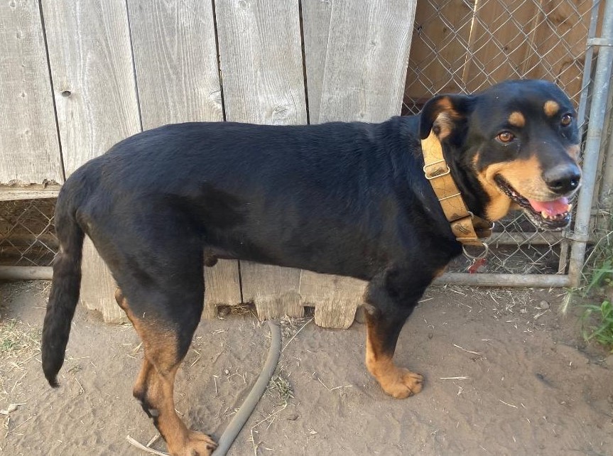 Boris, an adoptable Rottweiler in Spring Valley, CA, 91979 | Photo Image 2