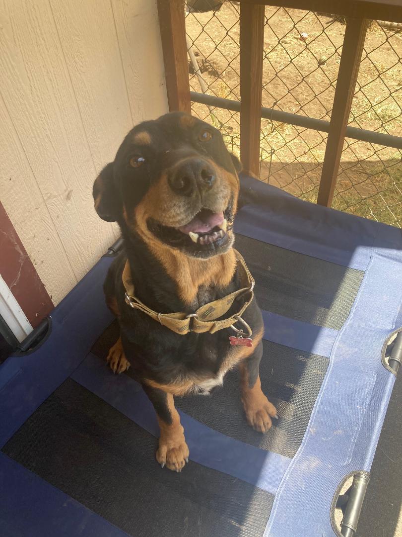 Boris, an adoptable Rottweiler in Spring Valley, CA, 91979 | Photo Image 3