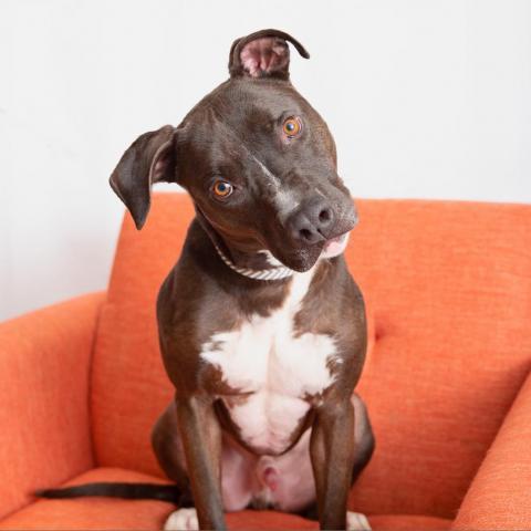 Apollo, an adoptable American Staffordshire Terrier in Kanab, UT, 84741 | Photo Image 1
