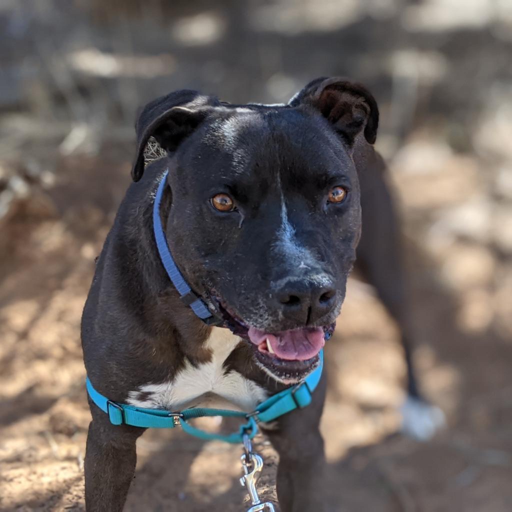 Apollo, an adoptable American Staffordshire Terrier in Kanab, UT, 84741 | Photo Image 3