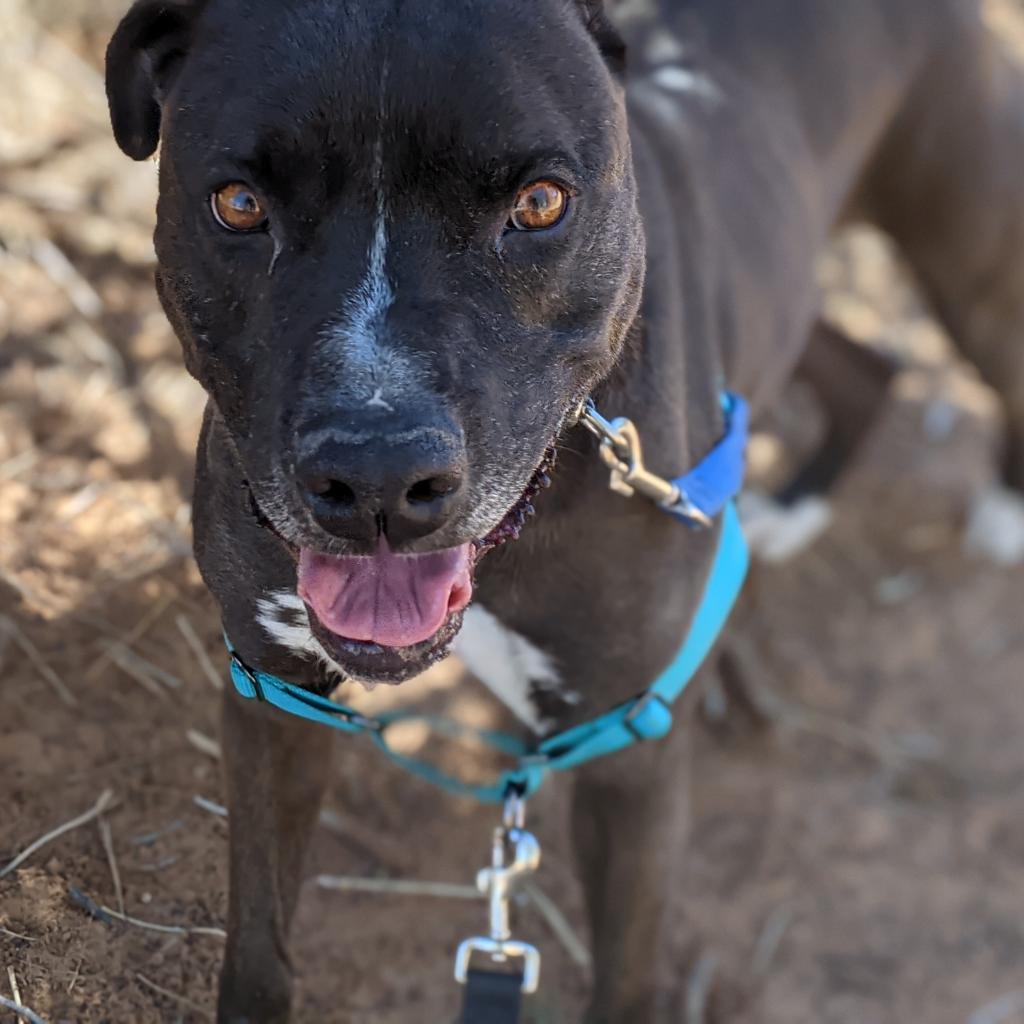 Apollo, an adoptable American Staffordshire Terrier in Kanab, UT, 84741 | Photo Image 4