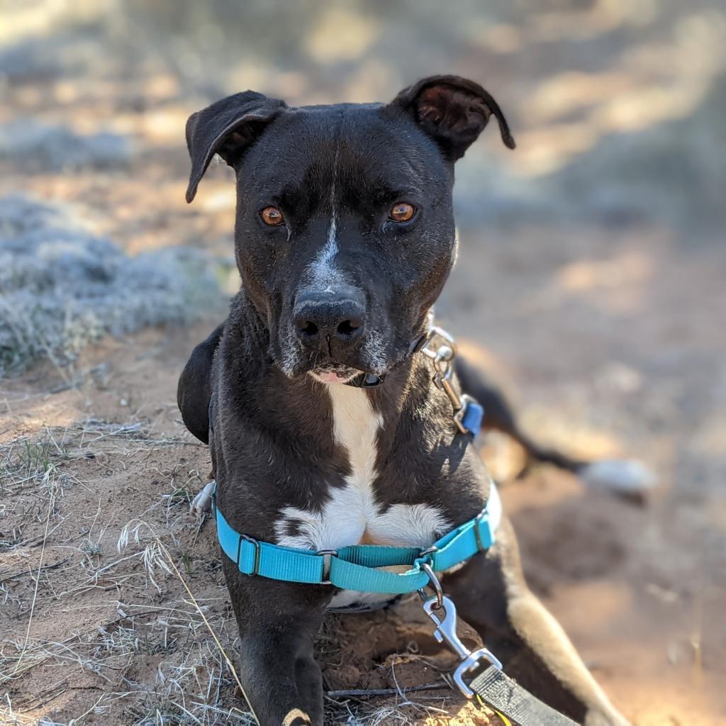 Apollo, an adoptable American Staffordshire Terrier in Kanab, UT, 84741 | Photo Image 5