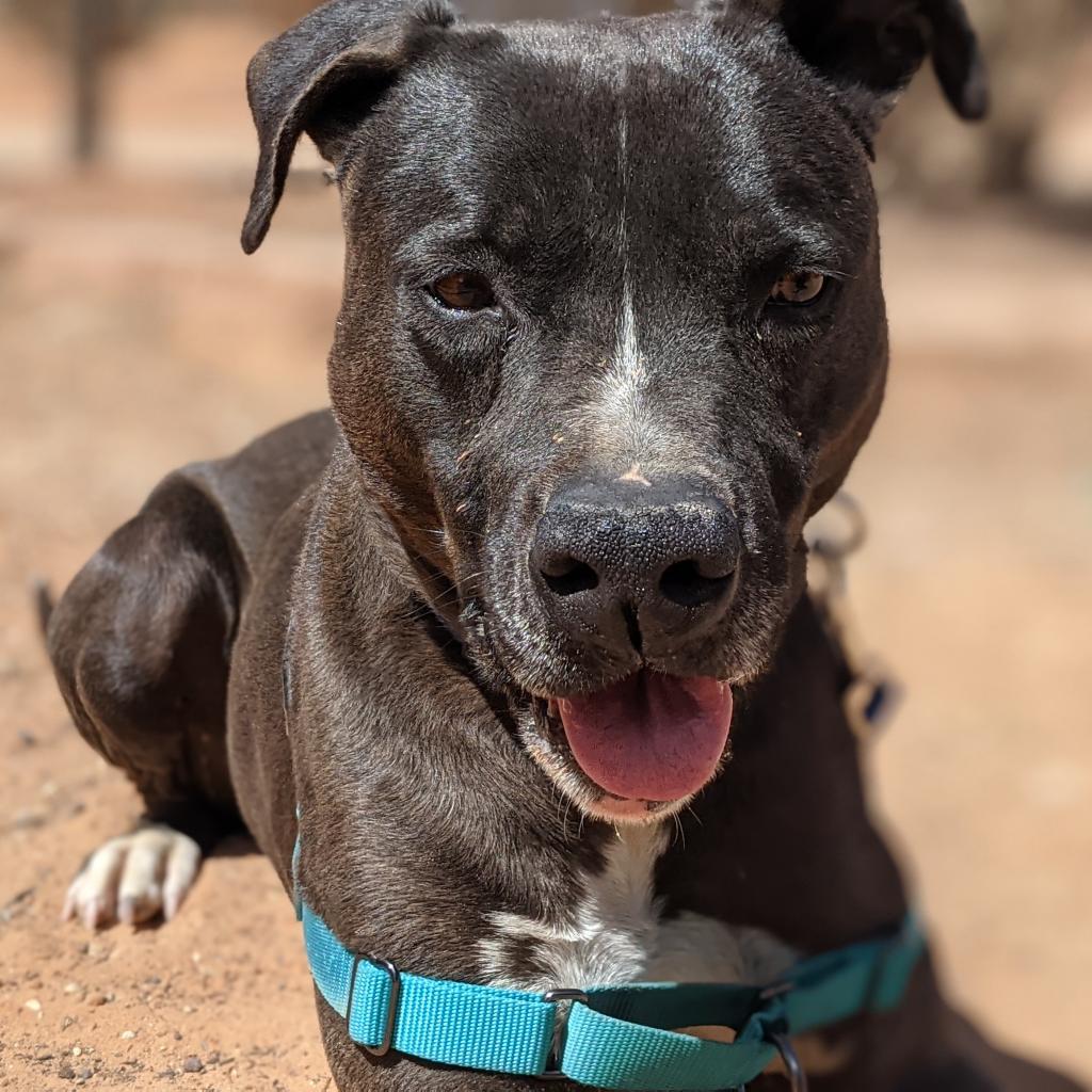 Apollo, an adoptable American Staffordshire Terrier in Kanab, UT, 84741 | Photo Image 6