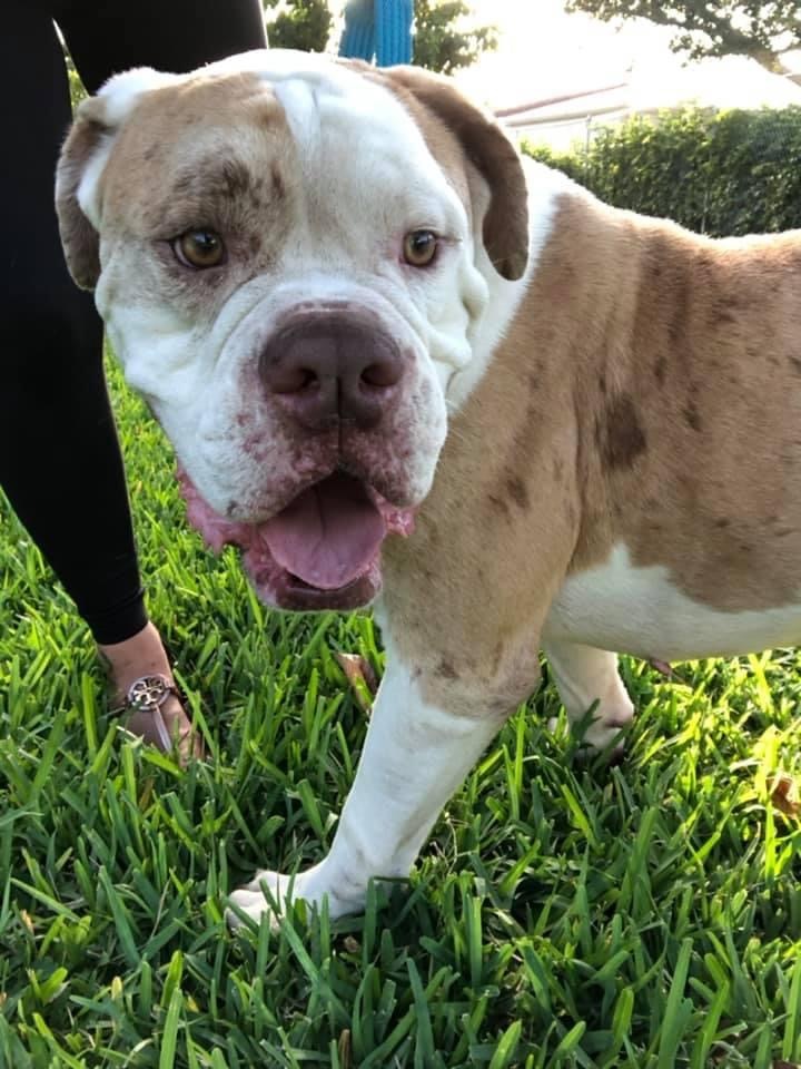 Dog for adoption Clyde an American Bulldog in Palm springs FL