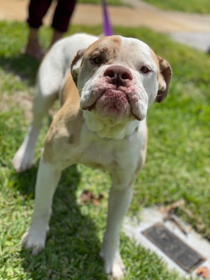 Clyde, an adoptable American Bulldog in Palm springs, FL, 33461 | Photo Image 1