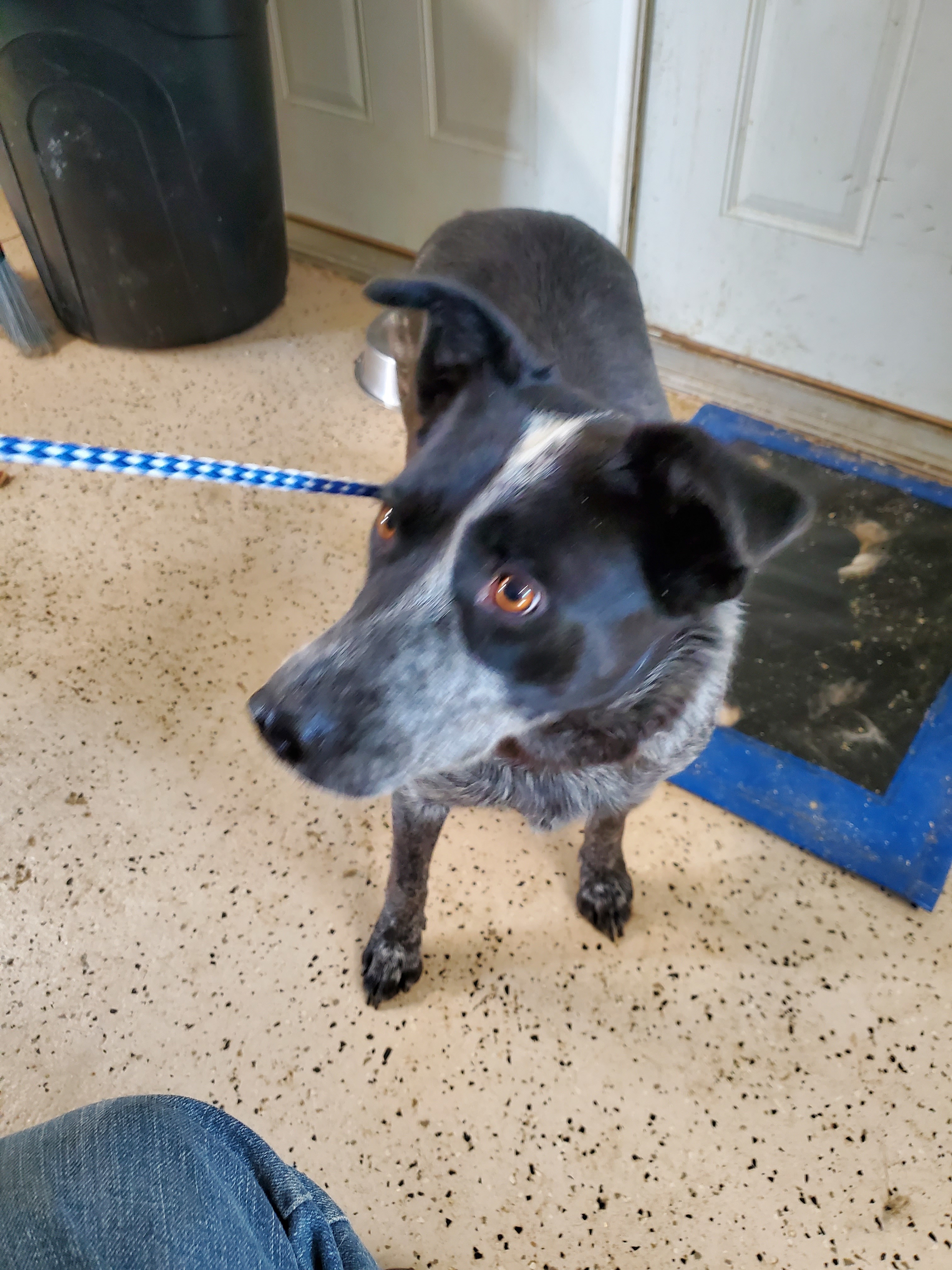 Dog For Adoption Dolly An Australian Cattle Dog Blue Heeler Australian Shepherd Mix In Walthill Ne Petfinder