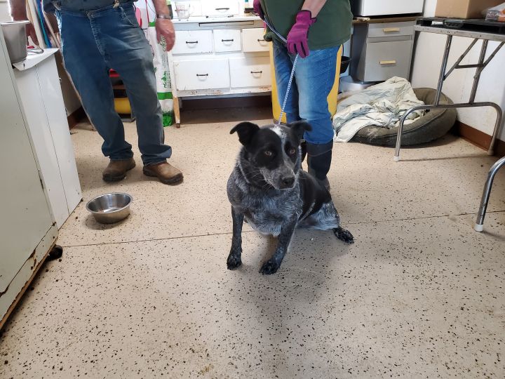 Dog For Adoption Dolly An Australian Cattle Dog Blue Heeler Australian Shepherd Mix In Walthill Ne Petfinder