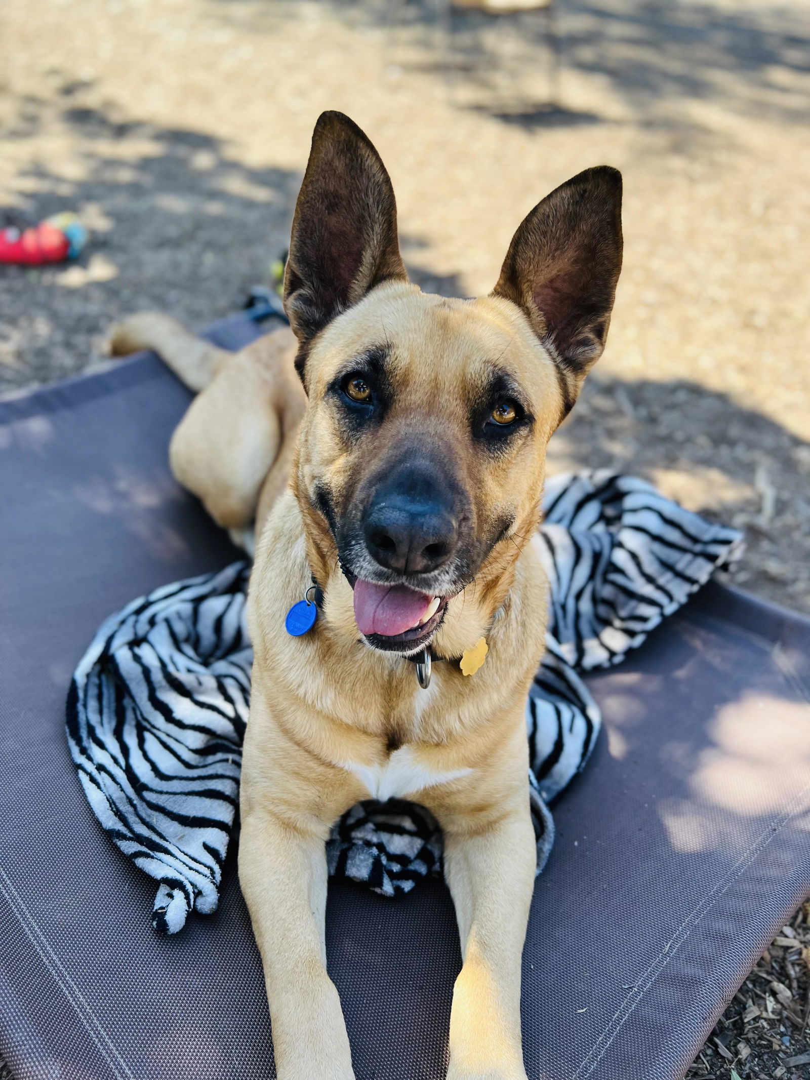 Elvis, an adoptable Shepherd in Seal Beach, CA, 90740 | Photo Image 1