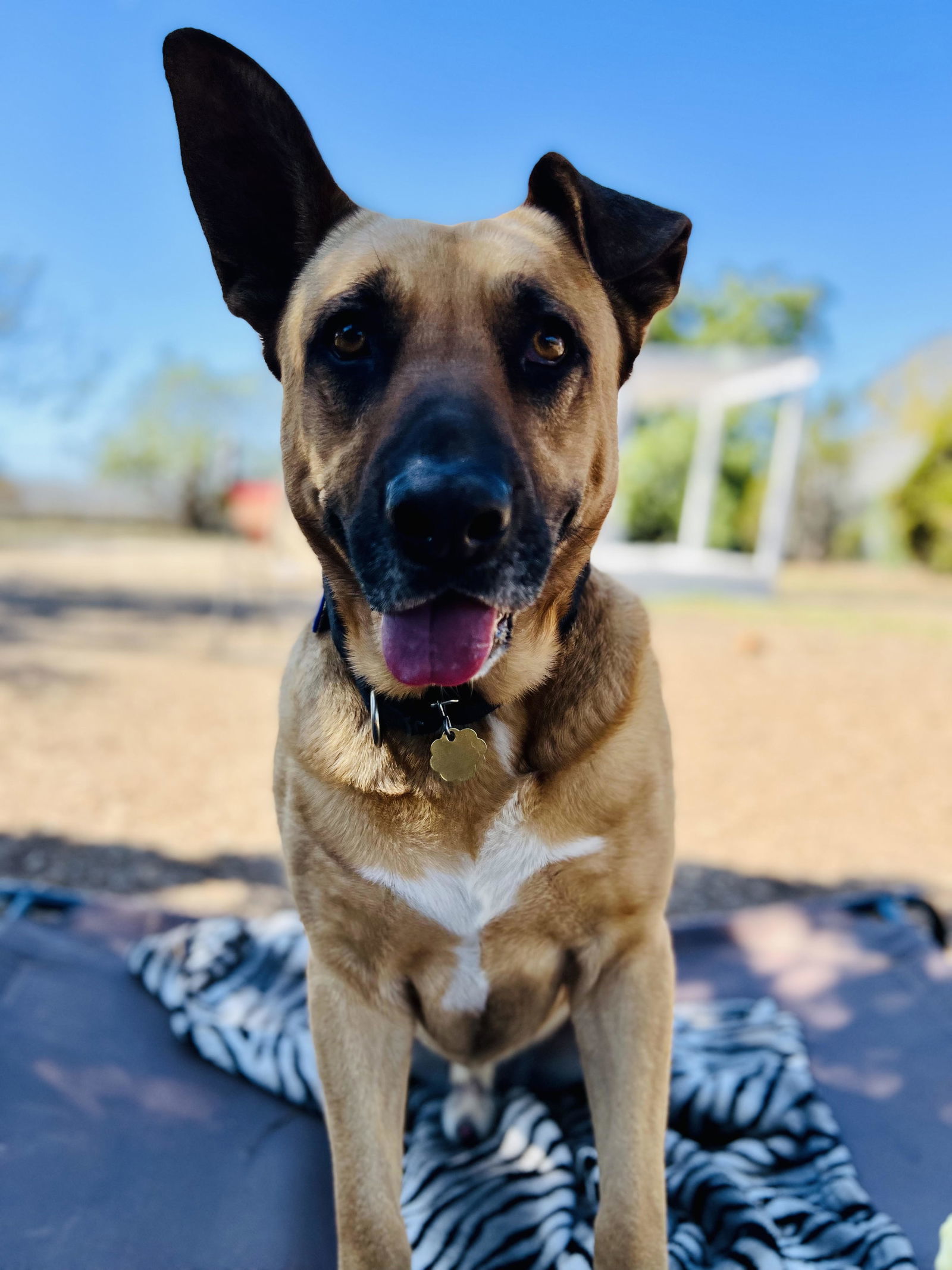 Elvis, an adoptable Shepherd in Seal Beach, CA, 90740 | Photo Image 2