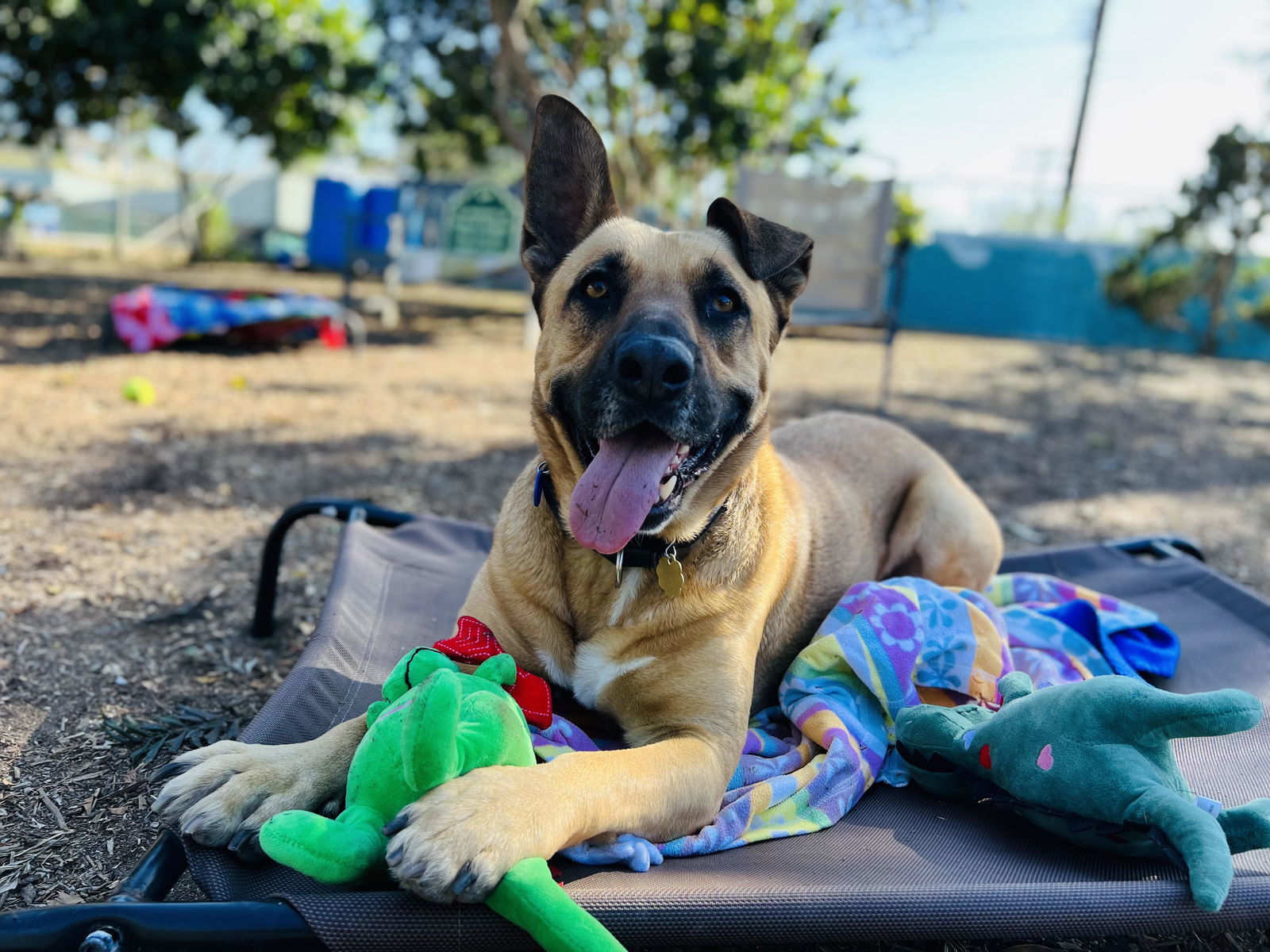 Elvis, an adoptable Shepherd in Seal Beach, CA, 90740 | Photo Image 3