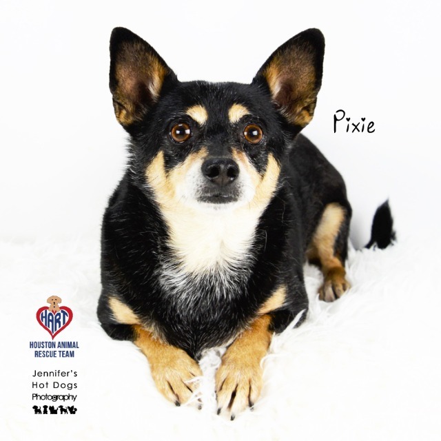Pixie, an adoptable Chihuahua, Terrier in Tomball, TX, 77377 | Photo Image 1