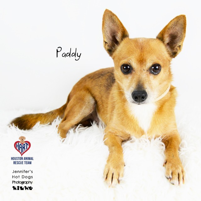 Paddy, an adoptable Chihuahua, Terrier in Tomball, TX, 77377 | Photo Image 1