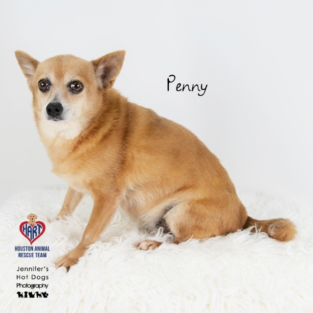 Penny, an adoptable Chihuahua, Terrier in Tomball, TX, 77377 | Photo Image 1