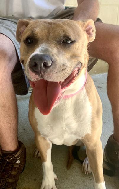 Tawney, an adoptable Pit Bull Terrier in Berlin, MD, 21811 | Photo Image 1