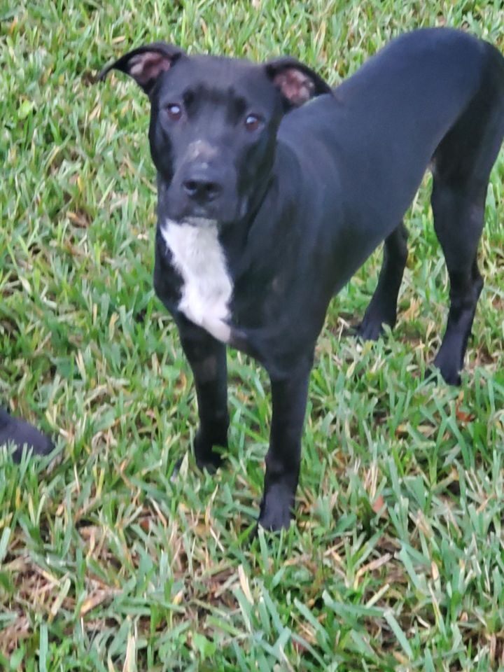 Bo, an adoptable Black Labrador Retriever Mix in Saint Augustine, FL_image-1
