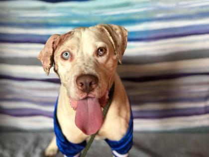 Vander, an adoptable Pit Bull Terrier in Visalia, CA, 93277 | Photo Image 2