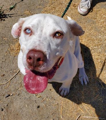 Vander, an adoptable Pit Bull Terrier in Visalia, CA, 93277 | Photo Image 3