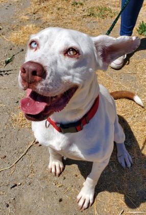 Vander, an adoptable Pit Bull Terrier in Visalia, CA, 93277 | Photo Image 4