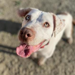 Vander, an adoptable Pit Bull Terrier in Visalia, CA, 93277 | Photo Image 1