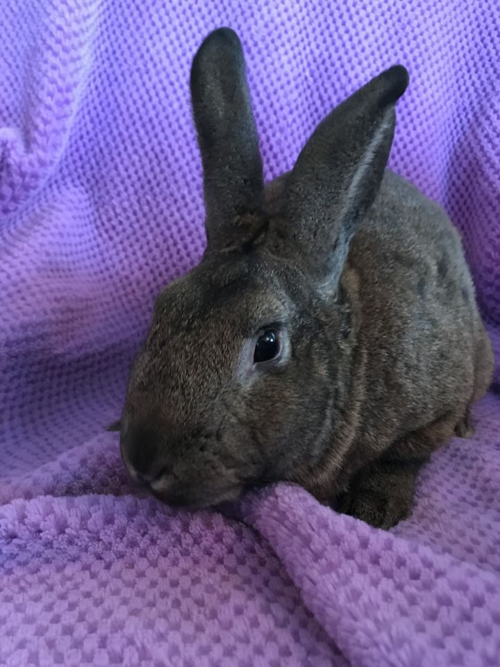 Rabbit for adoption Duncan and Hemlock, an American Mix in Palatine