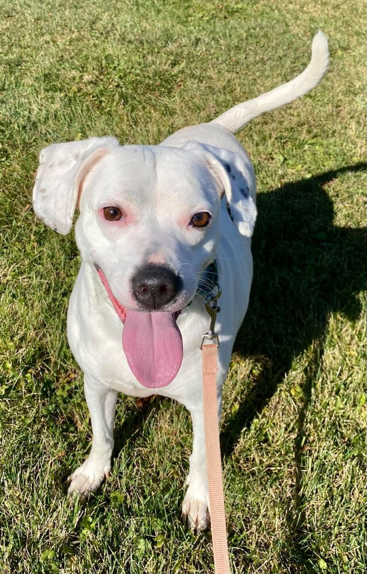 Dog for adoption Baby, a Mixed Breed in Kittanning, PA Petfinder