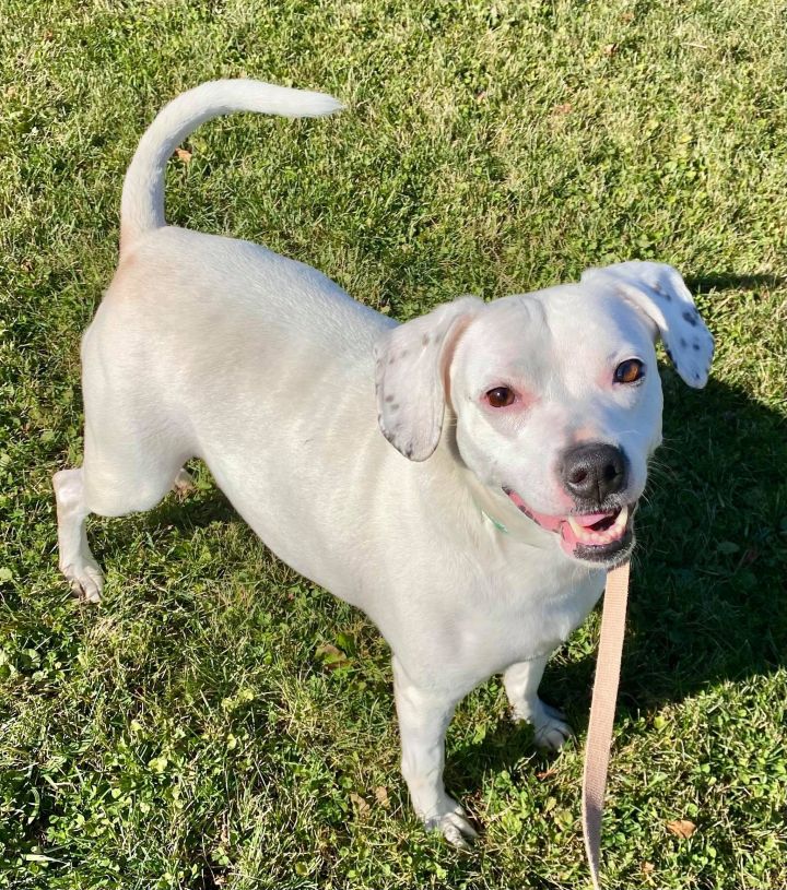 Dog for adoption Baby, a Mixed Breed in Kittanning, PA Petfinder