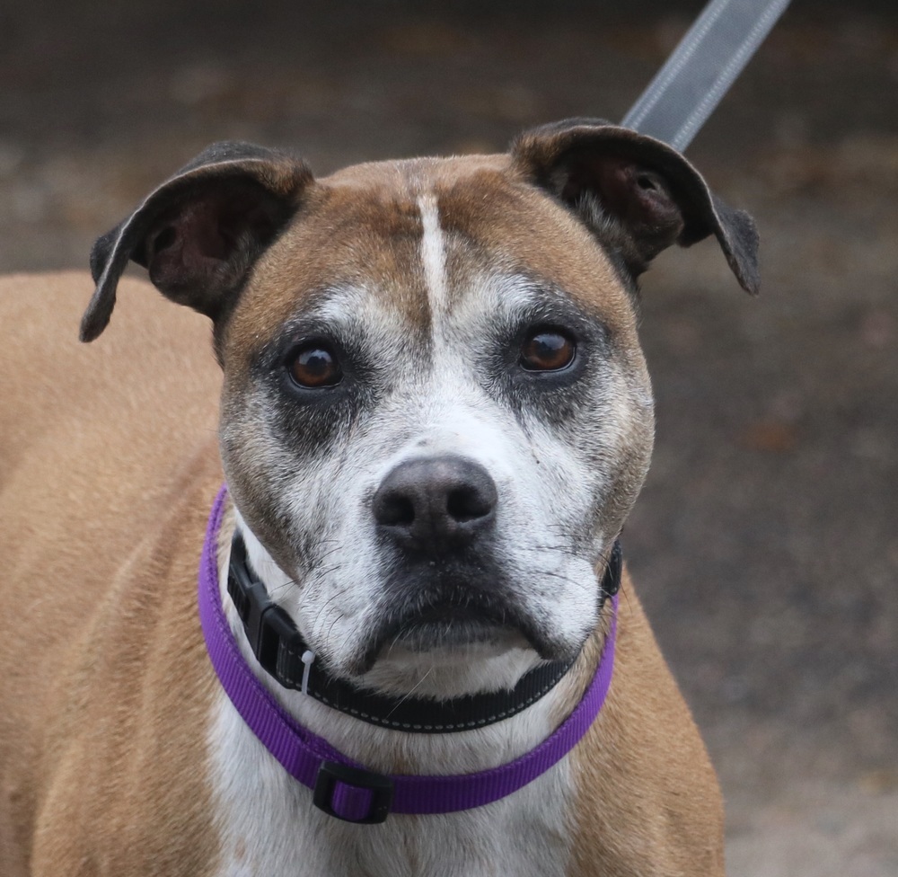 Dog for adoption - Aries, a Boxer Mix in Denver, CO | Petfinder