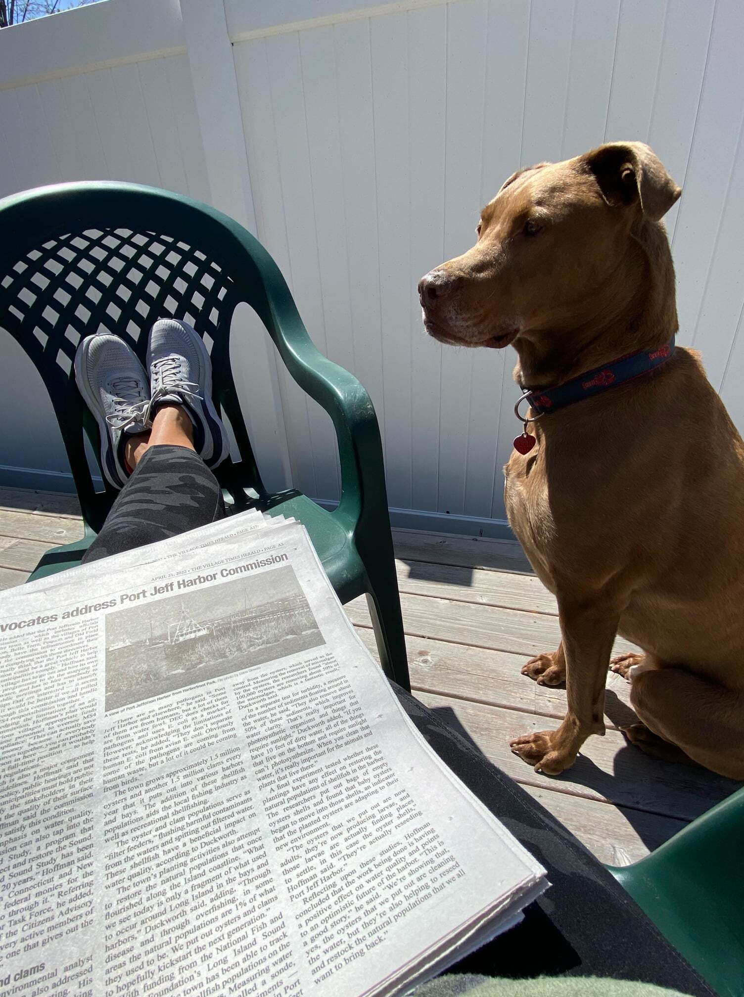 Enzo, an adoptable Labrador Retriever, Weimaraner in Port Jeff Station, NY, 11776 | Photo Image 4
