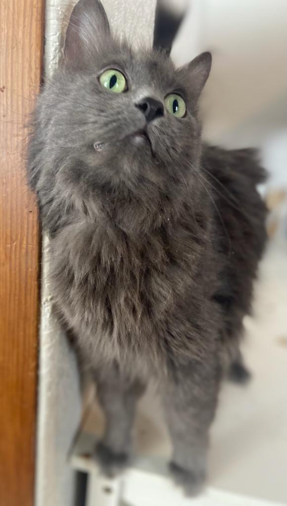 Smore **MEET AT AVE SAINTS VET**, an adoptable Domestic Long Hair in Waverly, IA_image-3
