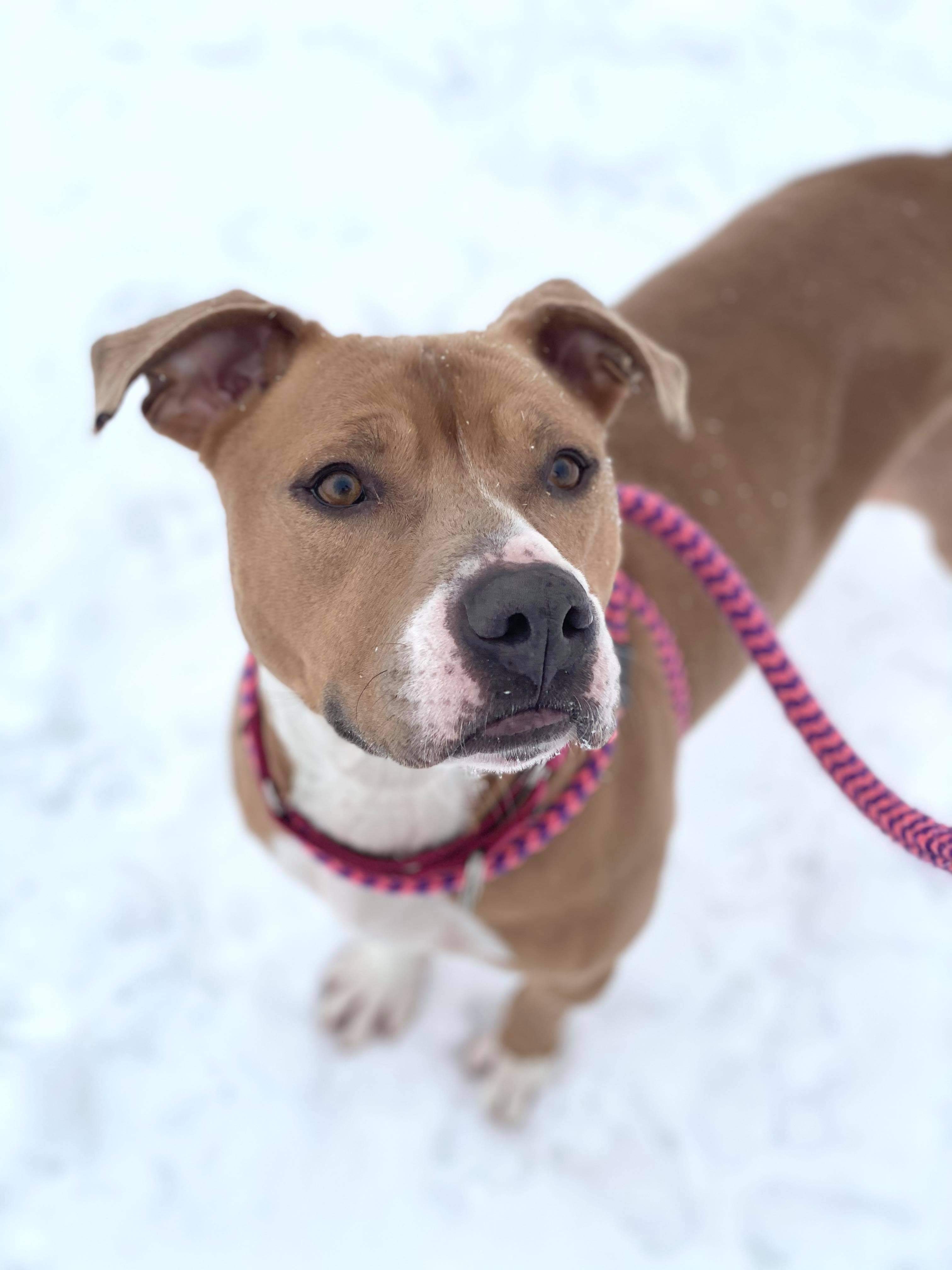 Cardi, an adoptable Mixed Breed in Canfield, OH, 44406 | Photo Image 1