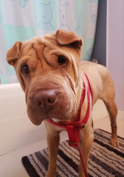 Shar pei for store adoption near me