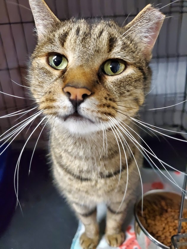 Bulldog, an adoptable Domestic Short Hair in Woodstock, CT, 06281 | Photo Image 2