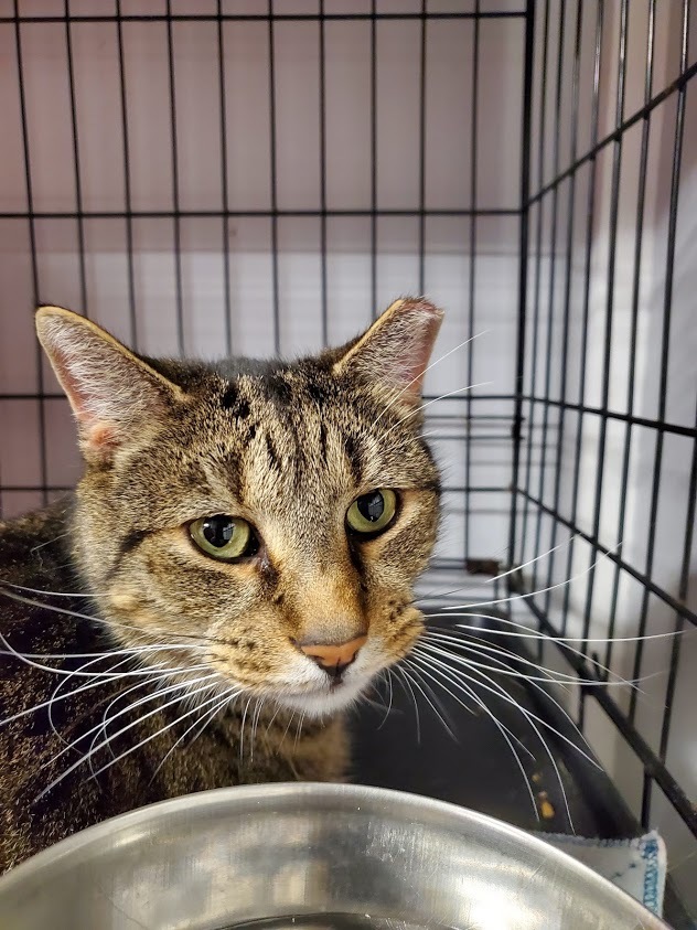 Bulldog, an adoptable Domestic Short Hair in Woodstock, CT, 06281 | Photo Image 3