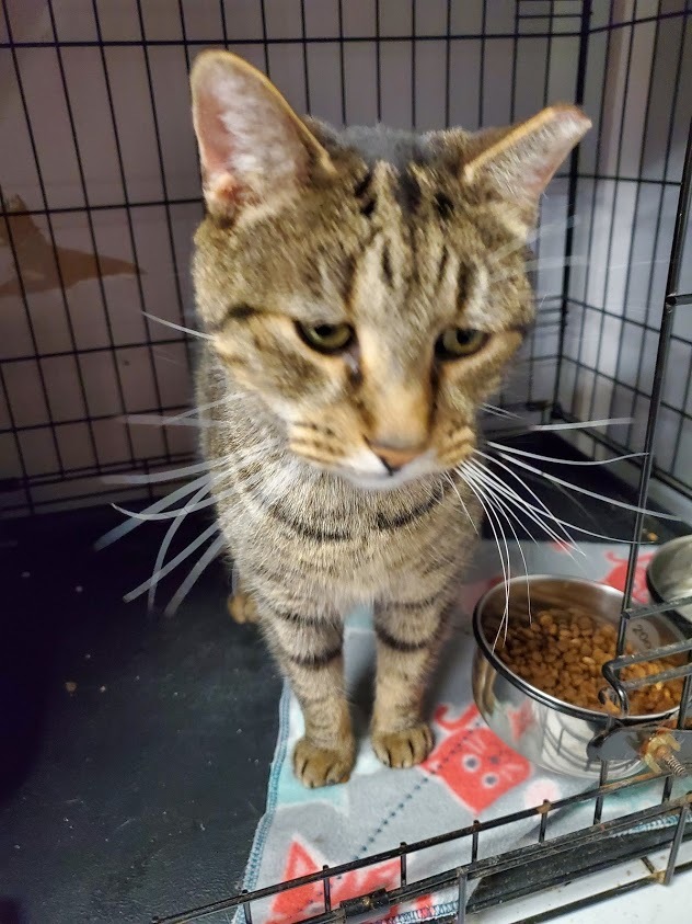 Bulldog, an adoptable Domestic Short Hair in Woodstock, CT, 06281 | Photo Image 4