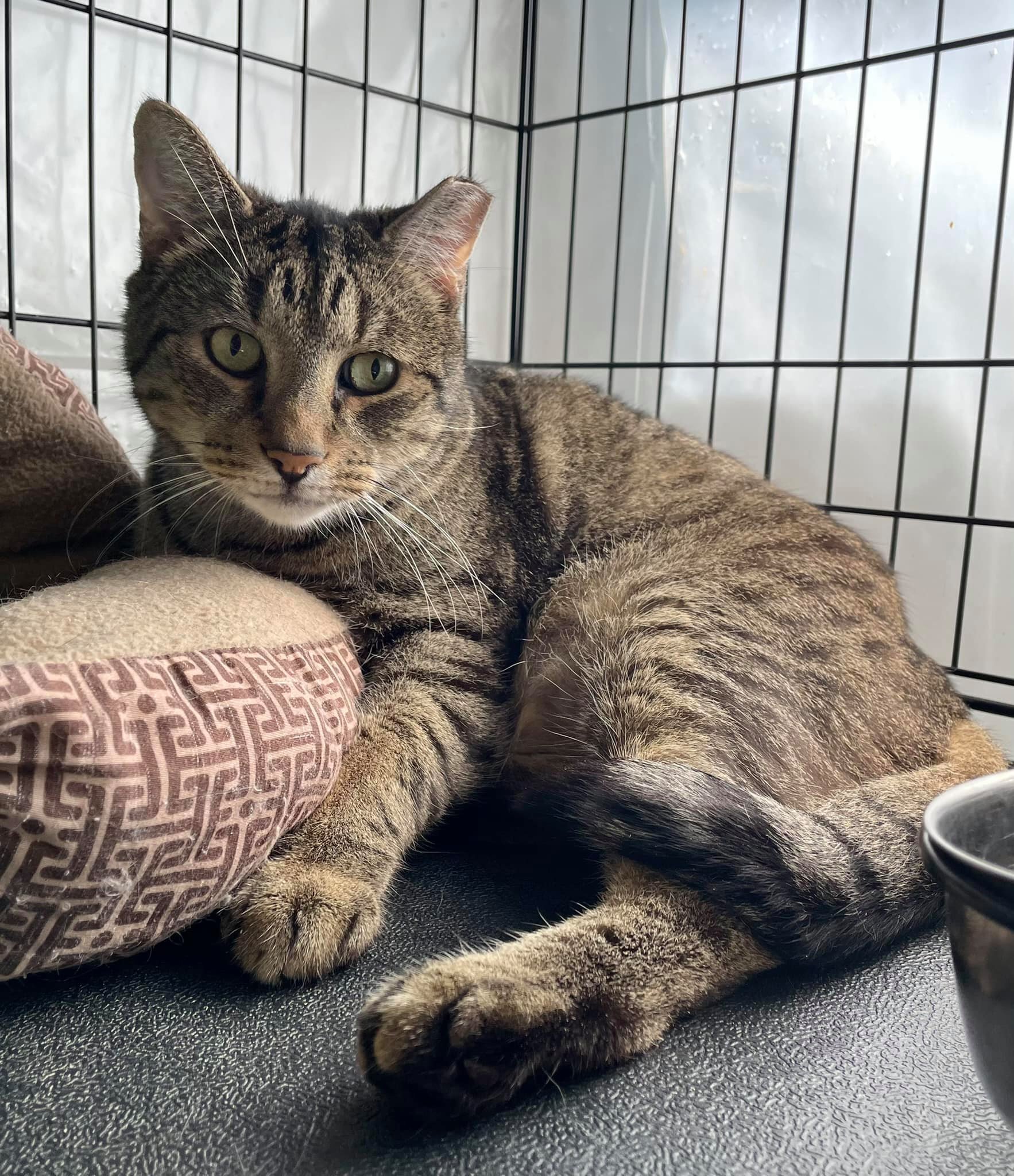 Bulldog, an adoptable Domestic Short Hair in Woodstock, CT, 06281 | Photo Image 1