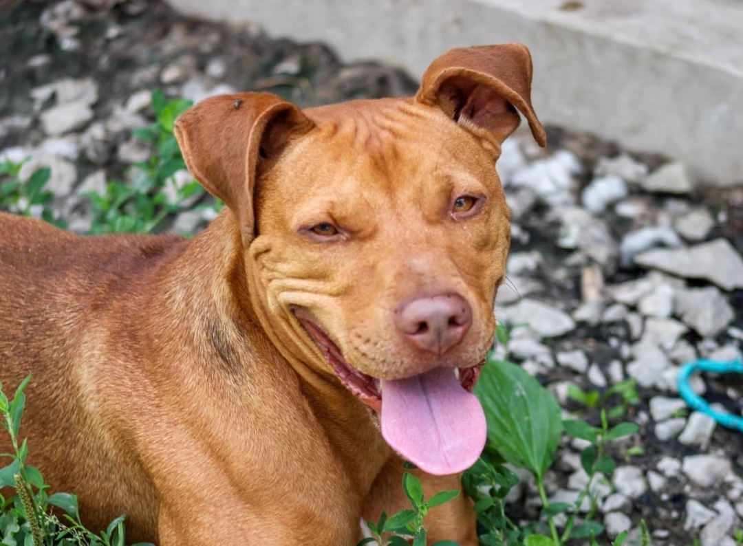 Table Cloth(TC), an adoptable Mixed Breed in Anderson, IN, 46015 | Photo Image 1