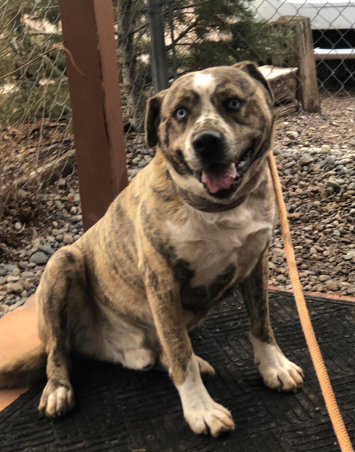 Sam, an adoptable Saint Bernard in Albuquerque, NM, 87199 | Photo Image 1